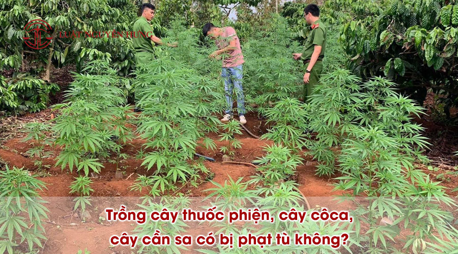 11Trồng cây thuốc phiện, cây côca, cây cần sa có bị phạt tù không?
